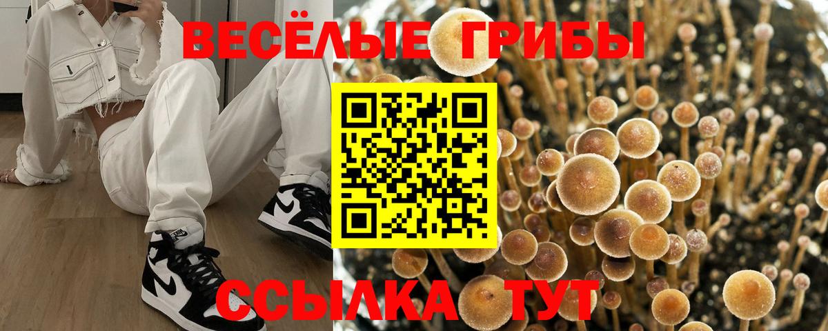 Галлюциногенные грибы мицелий Богданович